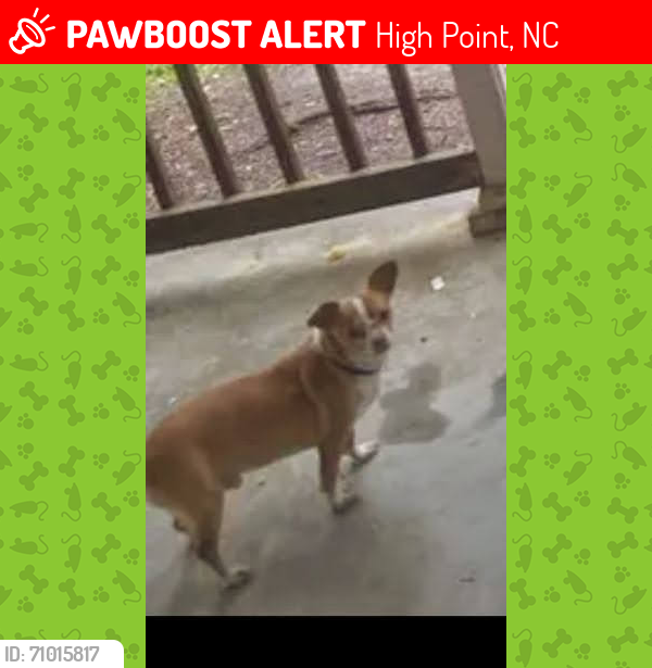 Lost Male Dog last seen I live on cable st.near East green Dr. &  near the Apple tree store.  Near university highway  , High Point, NC 27260