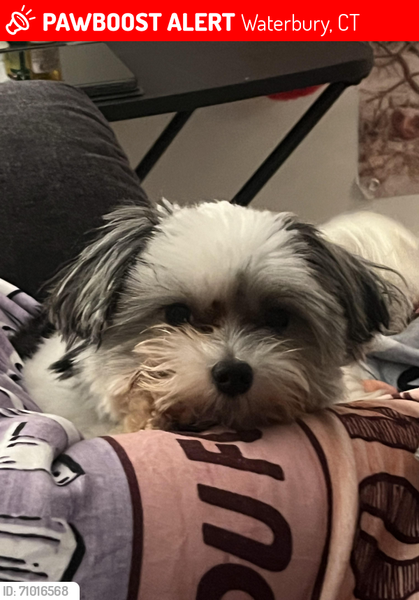 Waterbury, CT Lost Male Dog, Shadow Is Missing | PawBoost