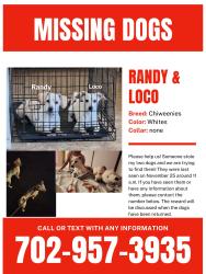 Lost Male Dog last seen Near Koval LN, Las Vegas, NV 89109