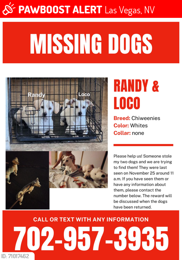 Lost Male Dog last seen Near Koval LN, Las Vegas, NV 89109