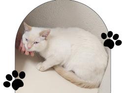 Lost Male Cat last seen Near Remwood Circle, Lake Drive, Teller County, CO 80814