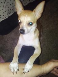 Lost Male Dog last seen Dollar general , Independence, MO 64053