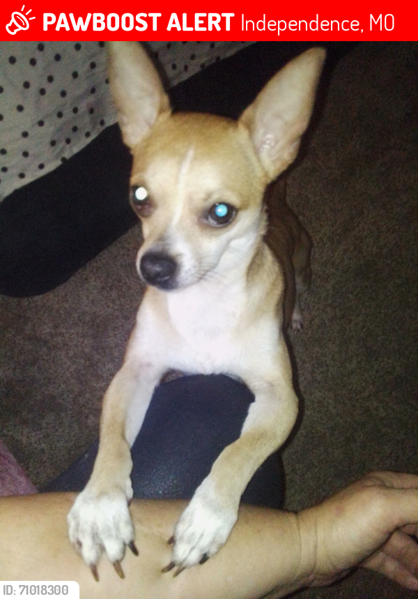 Lost Male Dog last seen Dollar general , Independence, MO 64053