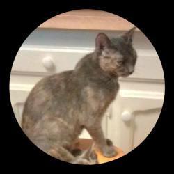 Lost Female Cat last seen Highland Rd/Siegen Ln, Oakhills Pkwy/South Lakeview Dr, LSU Hilltop Arboretum , Baton Rouge, LA 70810