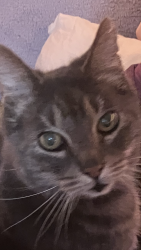 Lost Male Cat last seen Near , Seattle, WA 98118