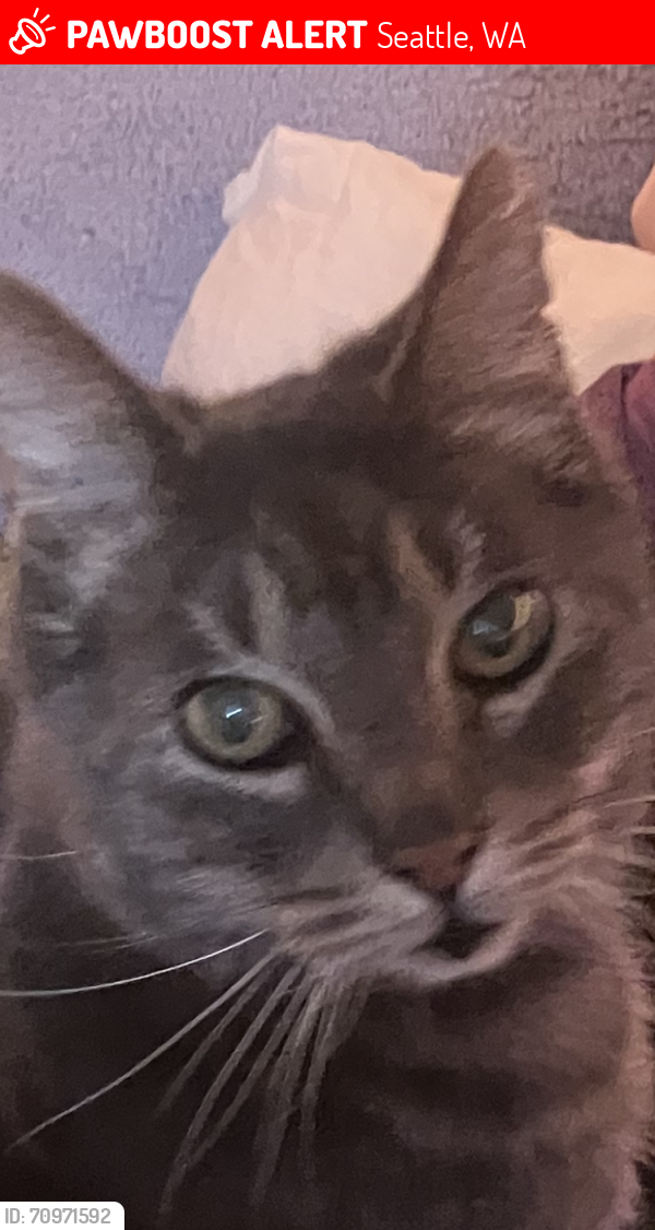 Lost Male Cat last seen Near , Seattle, WA 98118