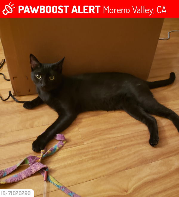 Lost Male Cat last seen Nason and Dracaea Ave, Moreno Valley, CA 92555