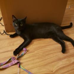 Lost Male Cat last seen Nason and Dracaea Ave, Moreno Valley, CA 92555
