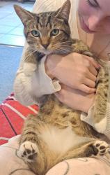 Lost Male Cat last seen Kurrajong cres, Taronga St, Julie St, Orwell St, reservoir road, Dora st, Blacktown, NSW 2148