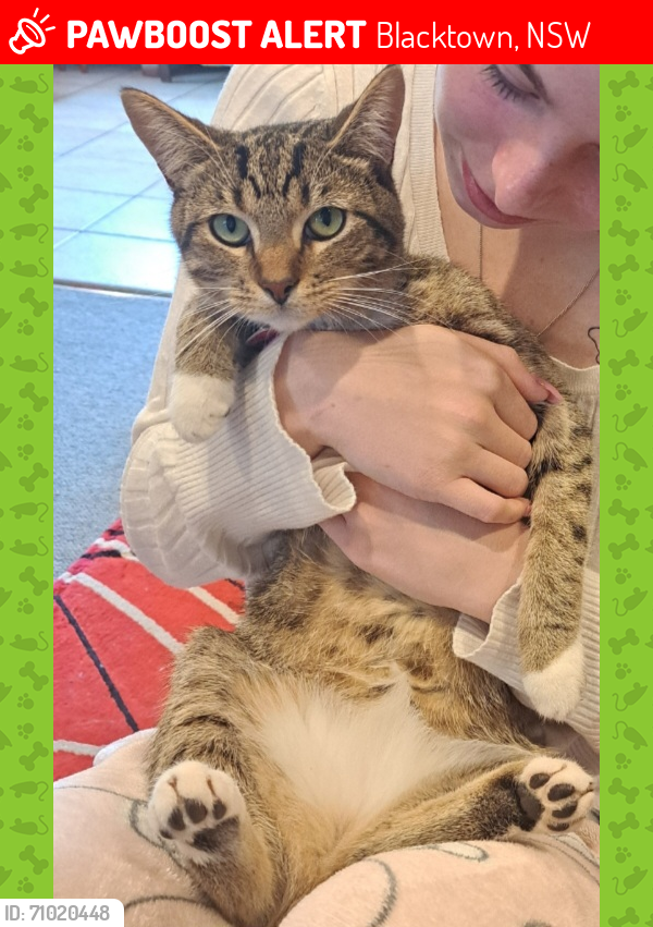 Lost Male Cat last seen Kurrajong cres, Taronga St, Julie St, Orwell St, reservoir road, Dora st, Blacktown, NSW 2148