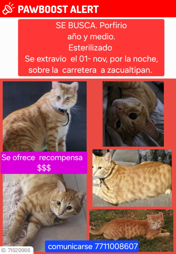 Lost Male Cat last seen Entre letras dw zacualtipan  y el caballito, Carr Zacualtipan, Hgo. 43293