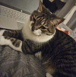 Lost Female Cat last seen Ann Marie & Allegiance Dr, Charlotte, NC 28217