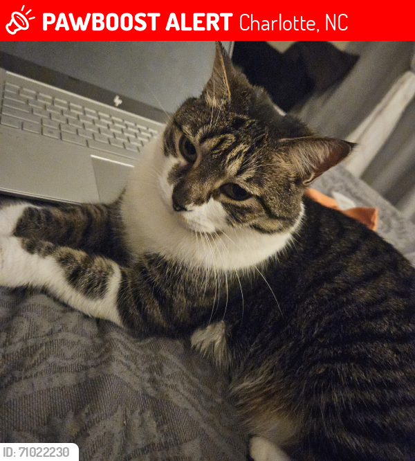 Lost Female Cat last seen Ann Marie & Allegiance Dr, Charlotte, NC 28217