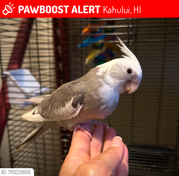 Lost Male Bird last seen Nearest landmark:  Roselani Place, Kahului, HI 96732