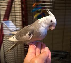 Lost Male Bird last seen Nearest landmark:  Roselani Place, Kahului, HI 96732
