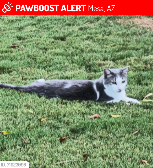 Lost Male Cat last seen Southern & Gilbert, Mesa, AZ, Mesa, AZ 85204