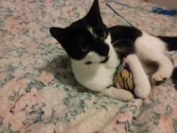 Lost Male Cat last seen Cinema guzzo , Laval, QC 