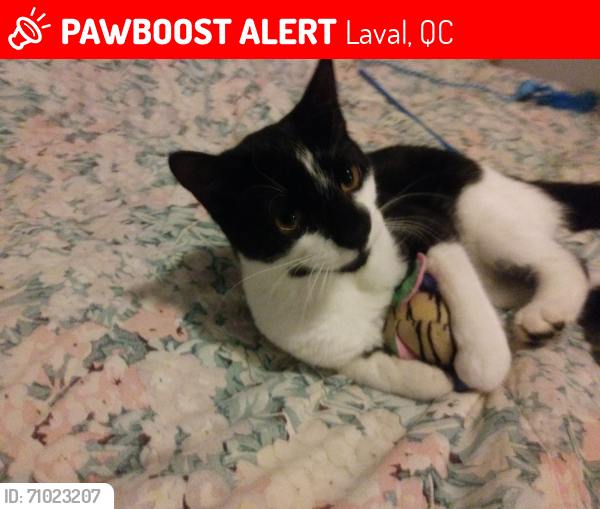 Lost Male Cat last seen Cinema guzzo , Laval, QC 