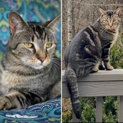 Lost Male Cat last seen Bull Creek/Hazel Brook area between Marshall and Mars Hill, Marshall, NC 28753