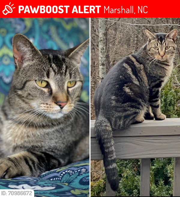 Lost Male Cat last seen Bull Creek/Hazel Brook area between Marshall and Mars Hill, Marshall, NC 28753
