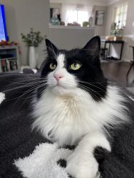 Lost Male Cat last seen 11 Mile and Hoover, Warren, MI 48093