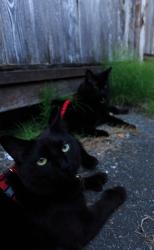 Lost Female Cat last seen springer st at douglas road, Burnaby, BC V5C 5B2