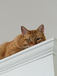 Lost Male Cat last seen Campus Dr., Merced, CA 95348