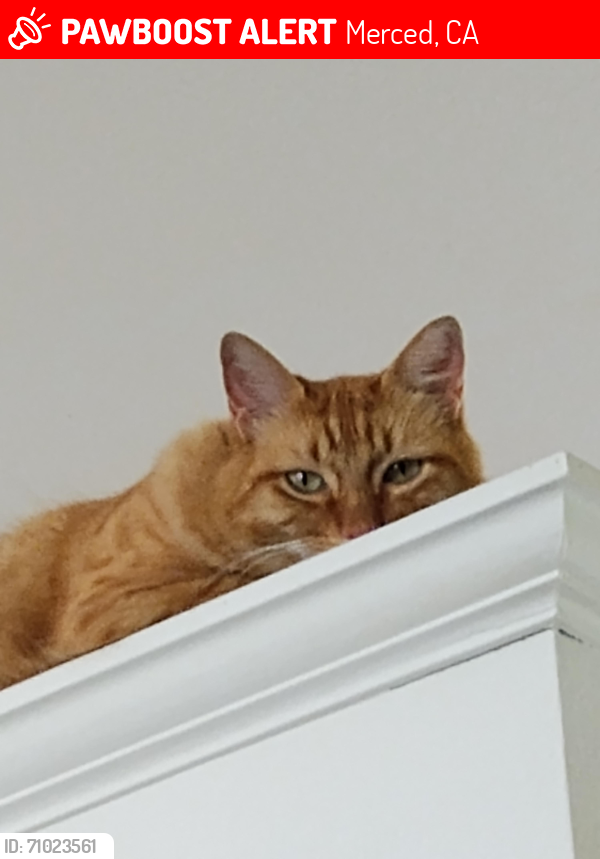 Lost Male Cat last seen Campus Dr., Merced, CA 95348