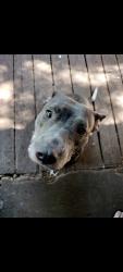 Lost Female Dog last seen Holly ct, Shelton, WA 98584