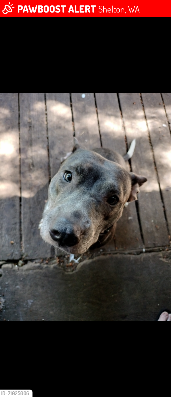 Lost Female Dog last seen Holly ct, Shelton, WA 98584