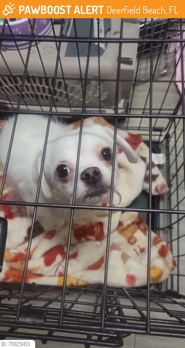 Found/Stray Male Dog last seen : 3668 W Hillsboro Blvd. Deerfield beach, Fl , Deerfield Beach, FL 33442