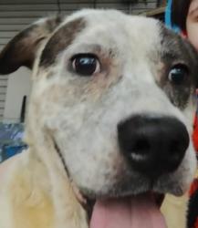 Lost Male Dog last seen Near South , Boone County, AR 72601