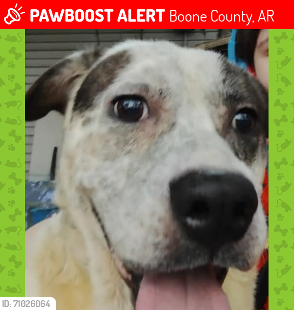 Lost Male Dog last seen Near South , Boone County, AR 72601