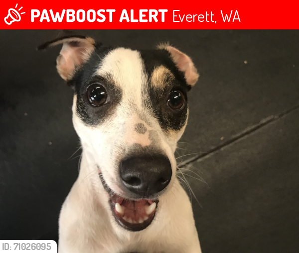 Lost Male Dog last seen 126th Street SE & 14th AVE SE, Everett, WA, Everett, WA 98208