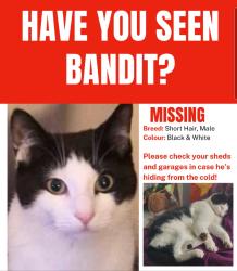 Lost Male Cat last seen Pelton, Pelton, England DH2