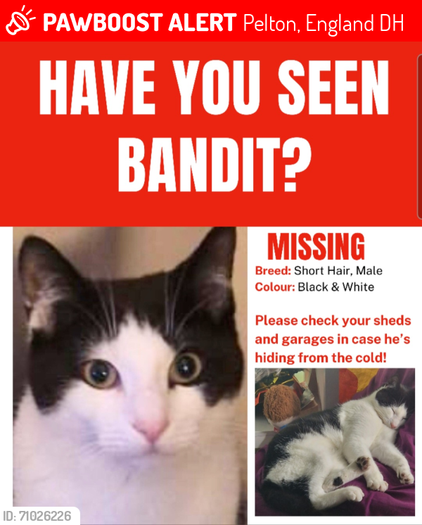 Lost Male Cat last seen Pelton, Pelton, England DH2