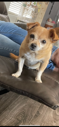 Lost Female Dog last seen Euclid Ave and 257th Ave, Buckeye, AZ 85326