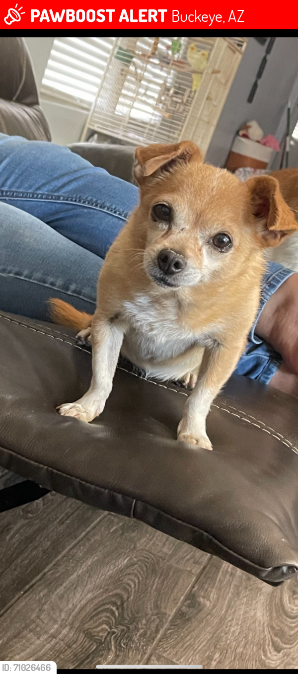 Lost Female Dog last seen Euclid Ave and 257th Ave, Buckeye, AZ 85326