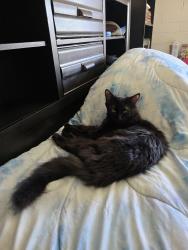Lost Female Cat last seen S La Cholla and Merlin Rd, Tucson, AZ 85713
