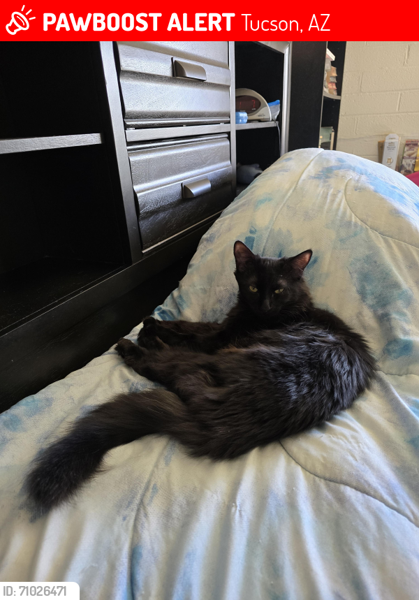 Lost Female Cat last seen S La Cholla and Merlin Rd, Tucson, AZ 85713