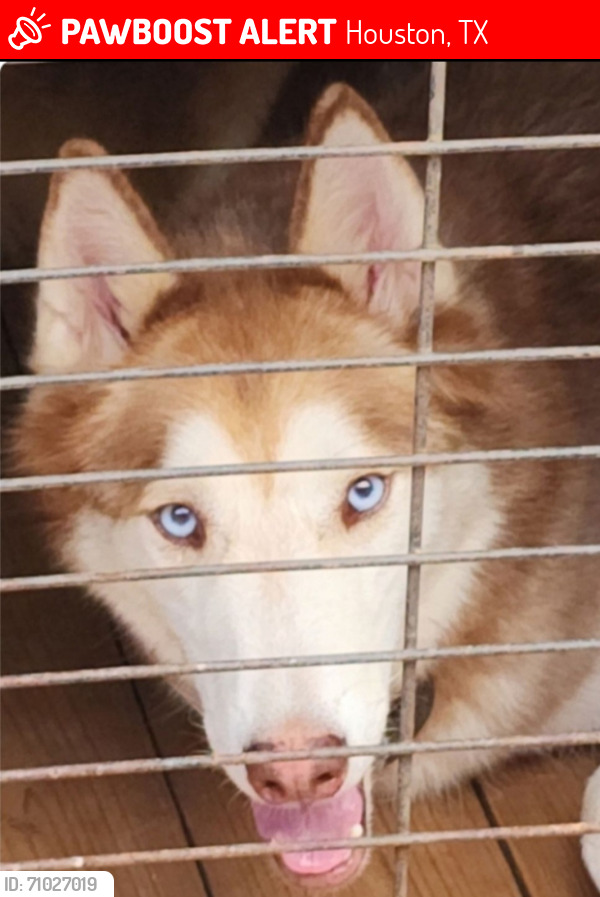 Lost Male Dog last seen Markwood Ln / Danfield Dr., Houston, TX 77053