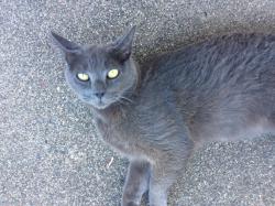 Lost Male Cat last seen Lake Blvd and Mac’s Rd, Redding, CA 96003