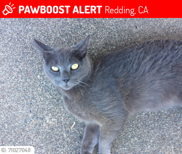 Lost Male Cat last seen Lake Blvd and Mac’s Rd, Redding, CA 96003