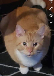 Lost Male Cat last seen Cheviot Rd and Galbraith, Groesbeck, OH 45247