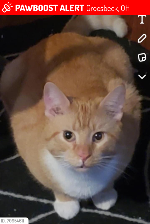 Lost Male Cat last seen Cheviot Rd and Galbraith, Groesbeck, OH 45247