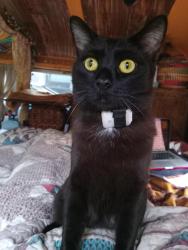 Lost Male Cat last seen Old Peachtree road nw, Duluth, GA 30097