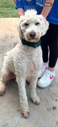 Lost Male Dog last seen Pine Top Road, Belton, SC 29627