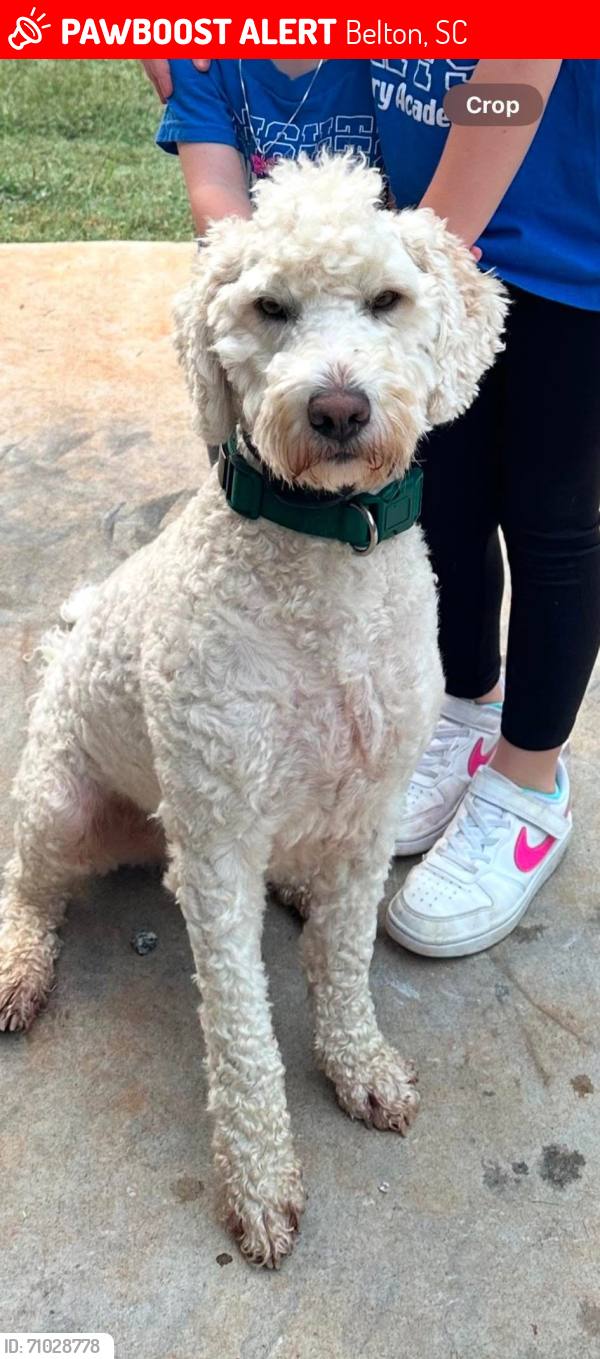 Lost Male Dog last seen Pine Top Road, Belton, SC 29627