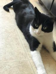 Lost Male Cat last seen Mission Rd , Irvington Pl, Tucson, AZ 85746