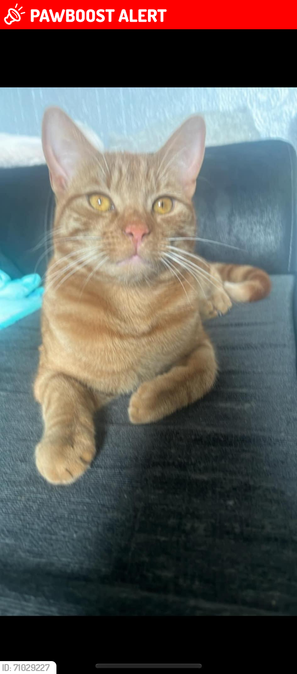Lost Male Cat last seen Bankend avenue Worsbrough, Worsbrough, England S70